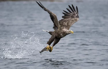 Crédence de cuisine en verre imprimé Aigle Le pygargue à queue blanche a attrapé un poisson