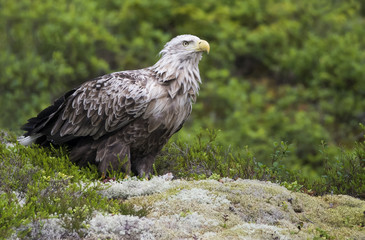 White tailed eagle