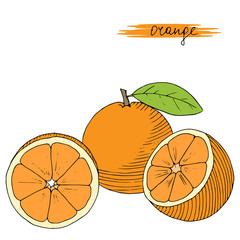 Hand drawn oranges with leaves.