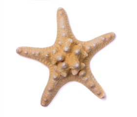 Decorative starfish isolated on a white background, top view