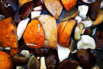 Tasty mushrooms. Top view