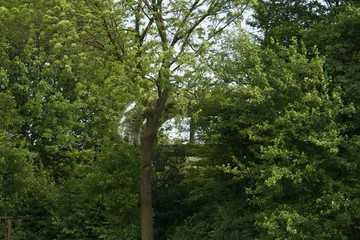 Fototapeta premium Wald
