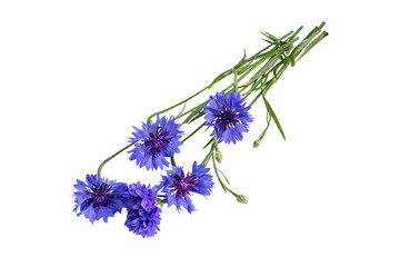 Medicinal plant Cornflower (Centaurea cyanus) on a white backgro