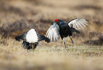 Black grouse