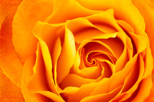 Macro image of rich yellow rose