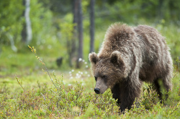 Fototapeta premium Brown bear 
