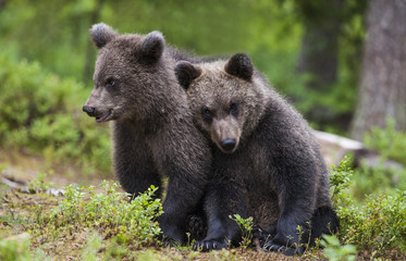 Bear cubs © robineriksson