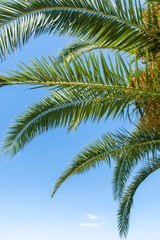 Palmenblätter auf der Sonnenliege beobachten