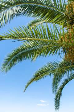 Palmenblätter auf der Sonnenliege beobachten © Ralf Geithe