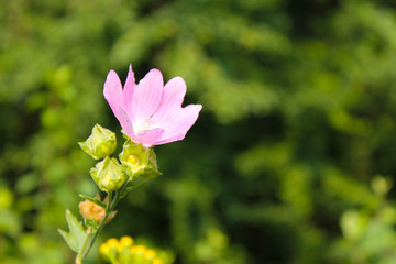 Wild pink mallow