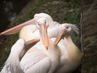 One pelican standing in the center of the group and is looking directly at the camera