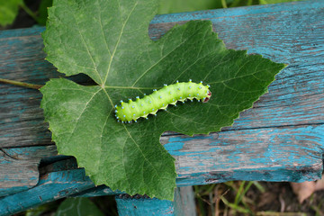 Naklejka premium Green caterpillar butterfly Saturnia pyri crawling on the grape