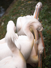 One pelican beaked holds another bird his head on a blurred background