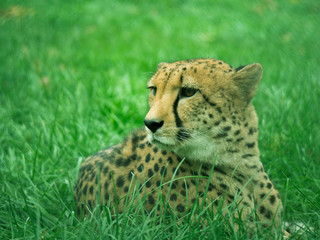 Toned image of lying cheetah closeup on a background of grass