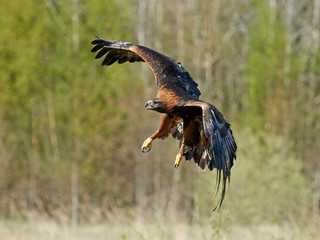 Golden eagle (Aquila chrysaetos)