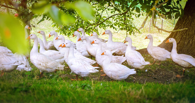 G&auml;nse auf einem Bauernhof in artgerechter Freilandhaltung