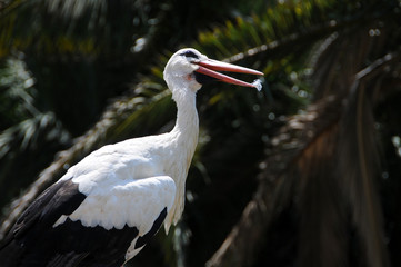 Stork in Turkey