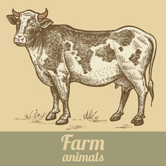 Farm animal cow.