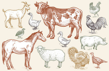 Goat, cow, horse, sheep, pig, goose, quail, duck, turkeys, roost