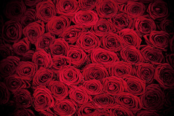 red roses background