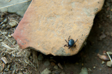 brown mite