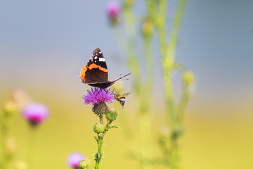 beautiful butterfly sitting on a pink flower spikes