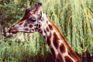 A closeup profile portrait of a giraffe.