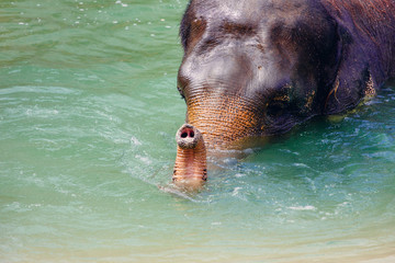 An Asian elephant submerged in water.