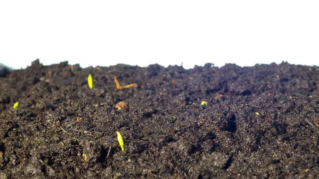 Pea sprouts grow,  time-lapse