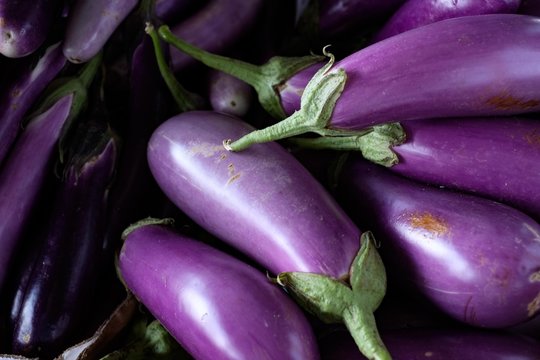 Fresh Picked Purple Eggplant at Farmers Market
