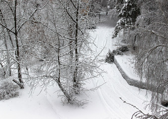 drawing oil winter landscape with bare branches of a birch on a background of the road covered with a thick layer of snow