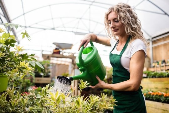 Female florist watering plants with watering can