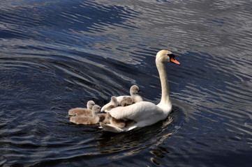 Swan with young people on the lake