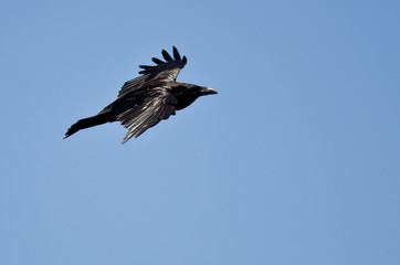 Common Raven Flying in a Blue Sky