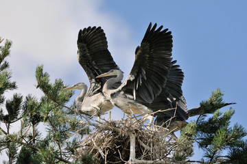 Flapping wings Grey Heron large chicks in the nest