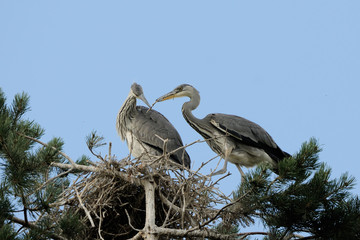 Grey Heron large chicks in the nest