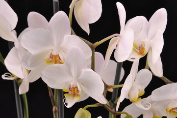 White orchid