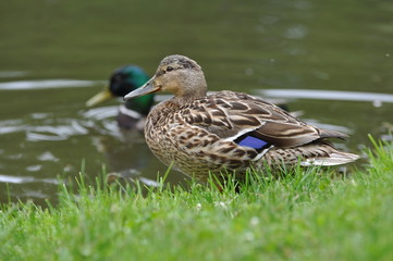 Naklejka na ściany i meble Duck and drake on the lake