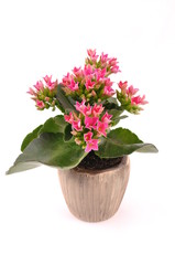 Flower in a pot