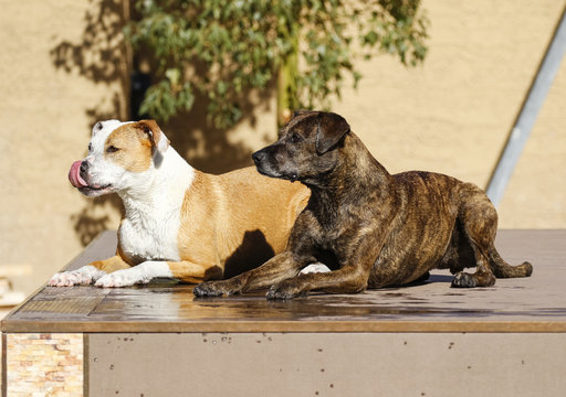 Two dogs posing on the dock ready to get into the swimming pool