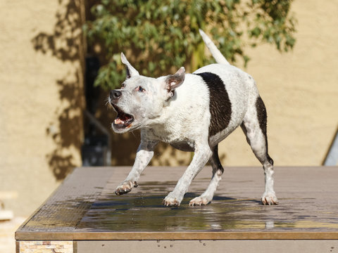 Dog barking on a dock ready to jump into the pool
