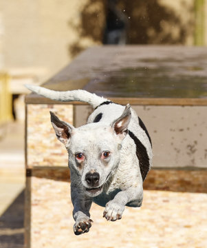 Dog Stretched Out After Jumping Off The Dock