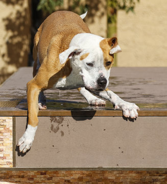 Dog on the edge of a dock ready to jump in