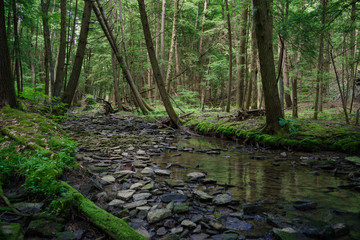 Obraz premium deep in the forest