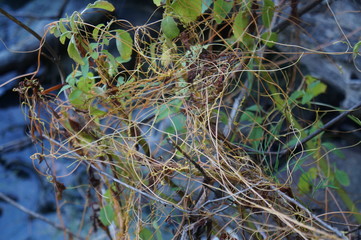 Dodder