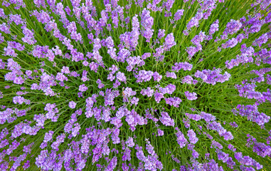 Naklejka premium Beautiful lavender blossoms in detail