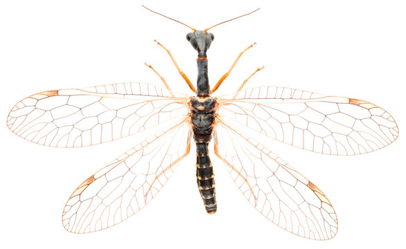 Snakefly Dichrostigma flavipes isolated on white background, dorsal view.