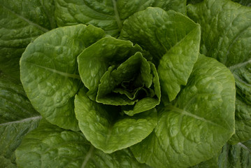frischer Salat - Bio