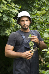 Young man harvesting grapes