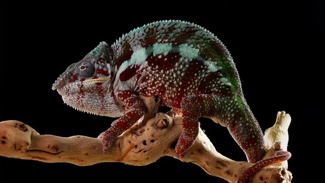 Chameleon on a branch in front of a black background.